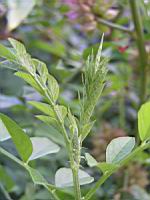 Glycyrrhiza Glabra (fam Fabacees) (rg mediterraneennes) (5) (Photo F. Mrugala)